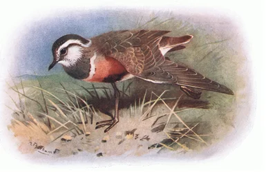Pluvier guignard, de Oiseaux britanniques publié par Longmans, 1932